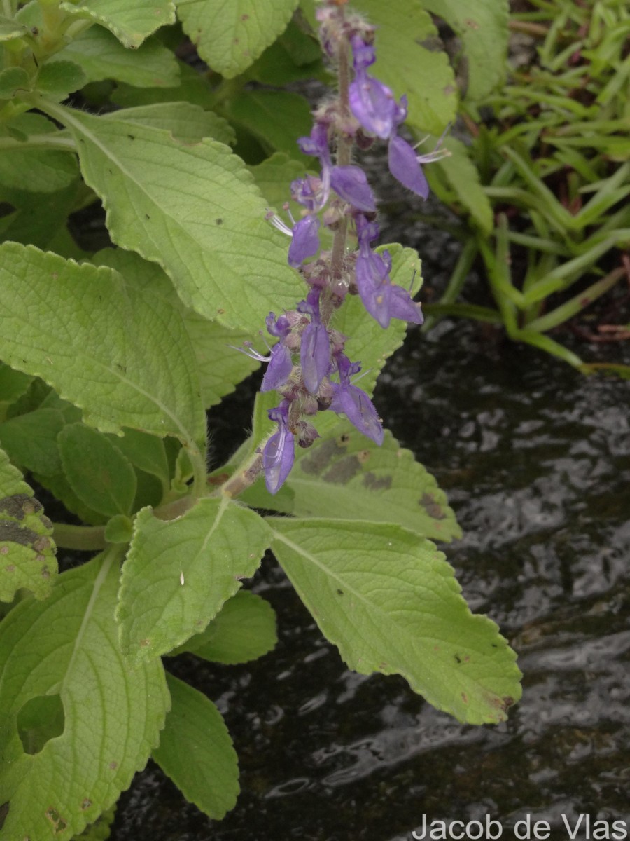 Coleus barbatus var. barbatus (Andrews) Benth. ex G.Don (Andrews) Benth. ex G.Don